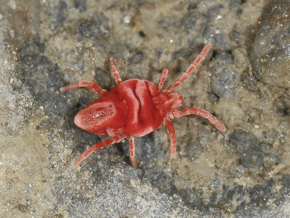 Trombiidae?